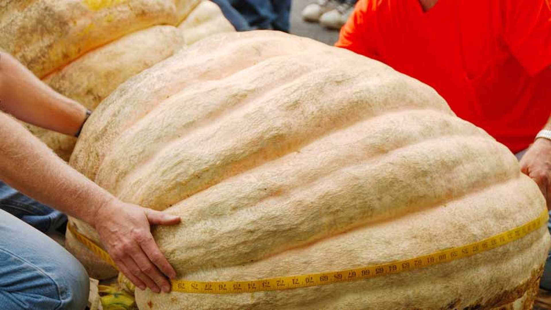 Hopkinton State Fair Giant Pumpkins Entertainment