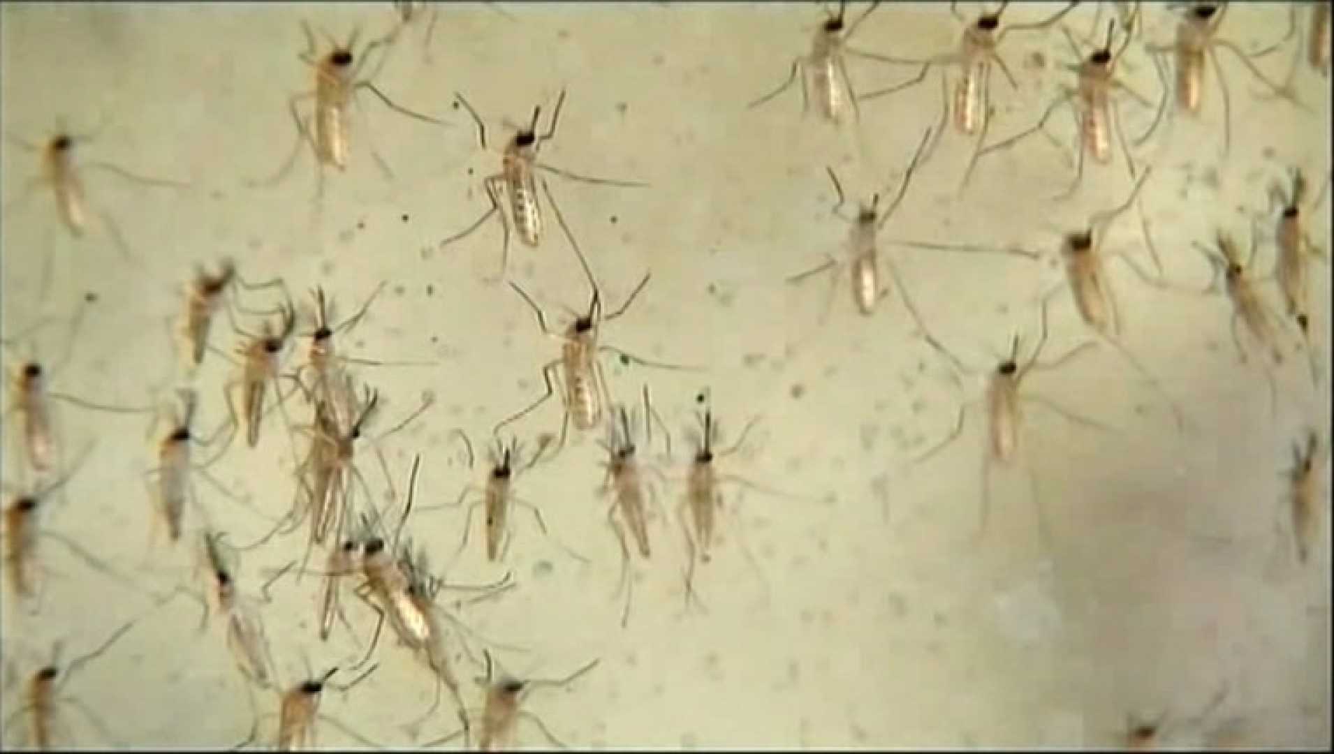 Knightsen West Nile Virus Mosquitoes