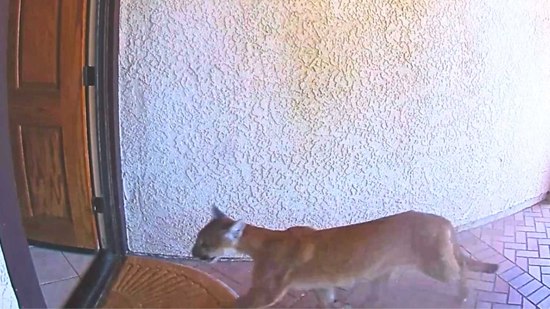 La Verne California Mountain Lion Incident