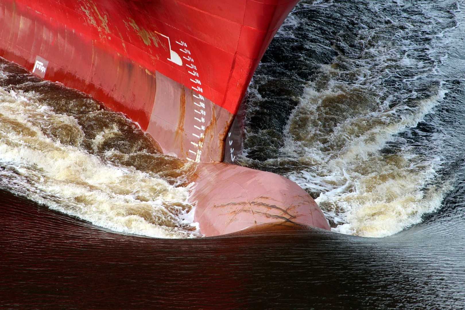 Minke Whale Distressed Barnegat Bay Boat Incident