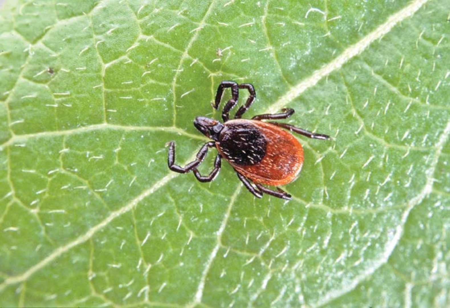 Powassan Virus Tick Borne Disease Martha's Vineyard