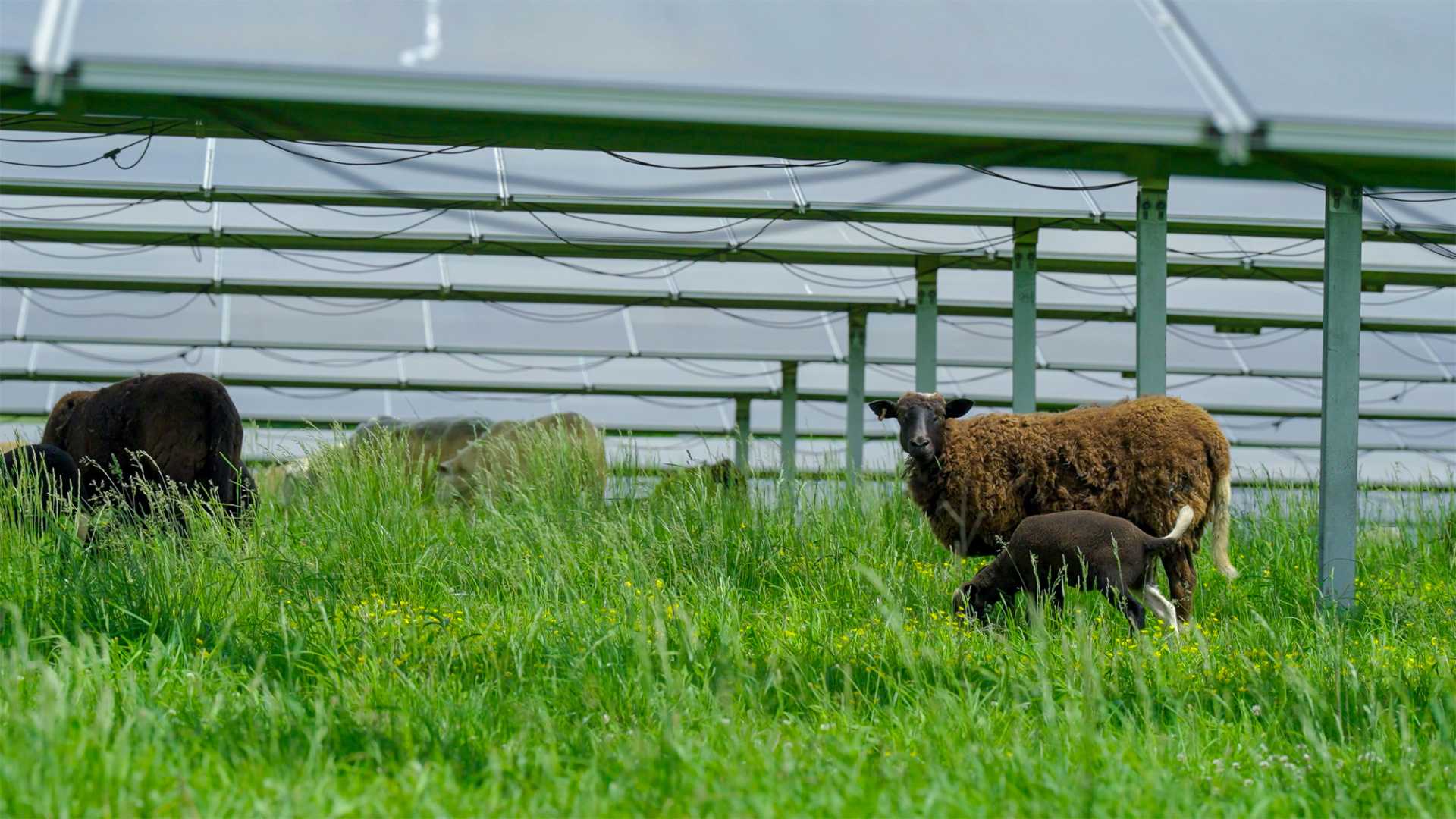 Solar Farm Sheep Grazing Tennessee Kentucky
