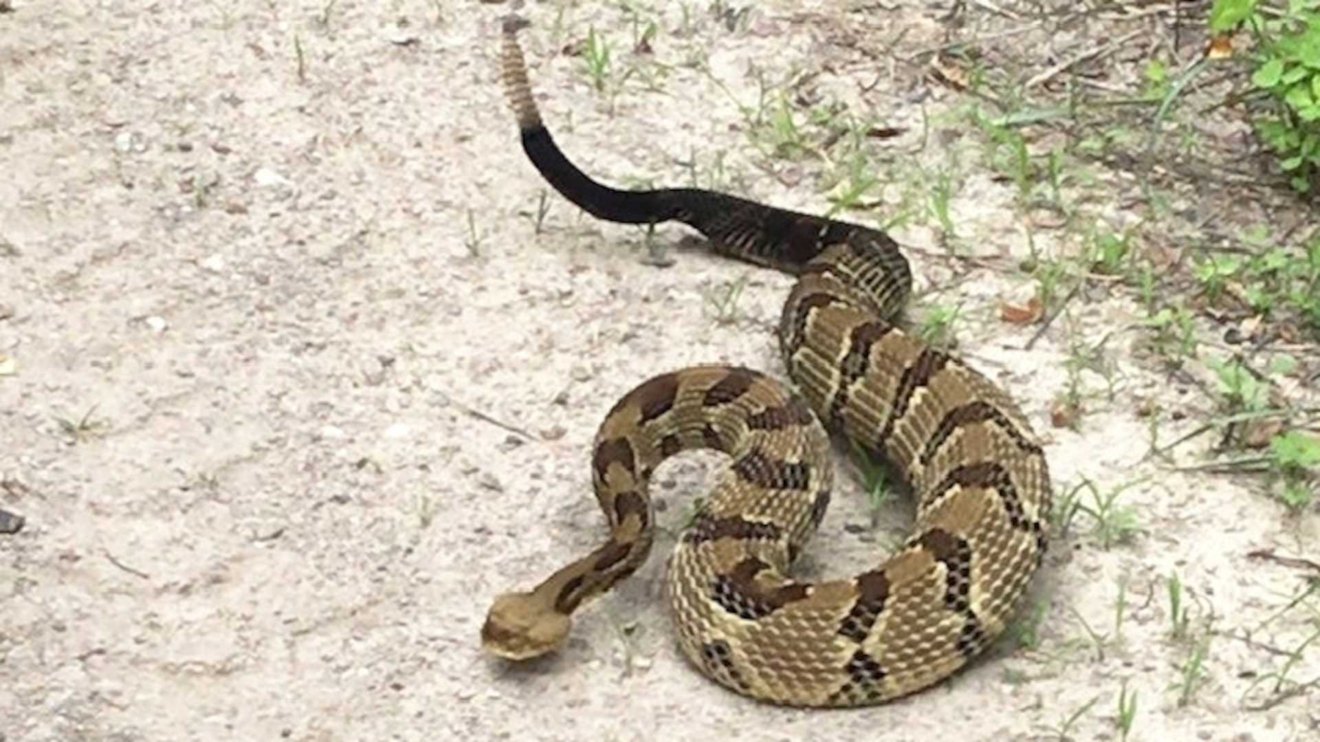 Timber Rattlesnake Bite Tennessee State Park