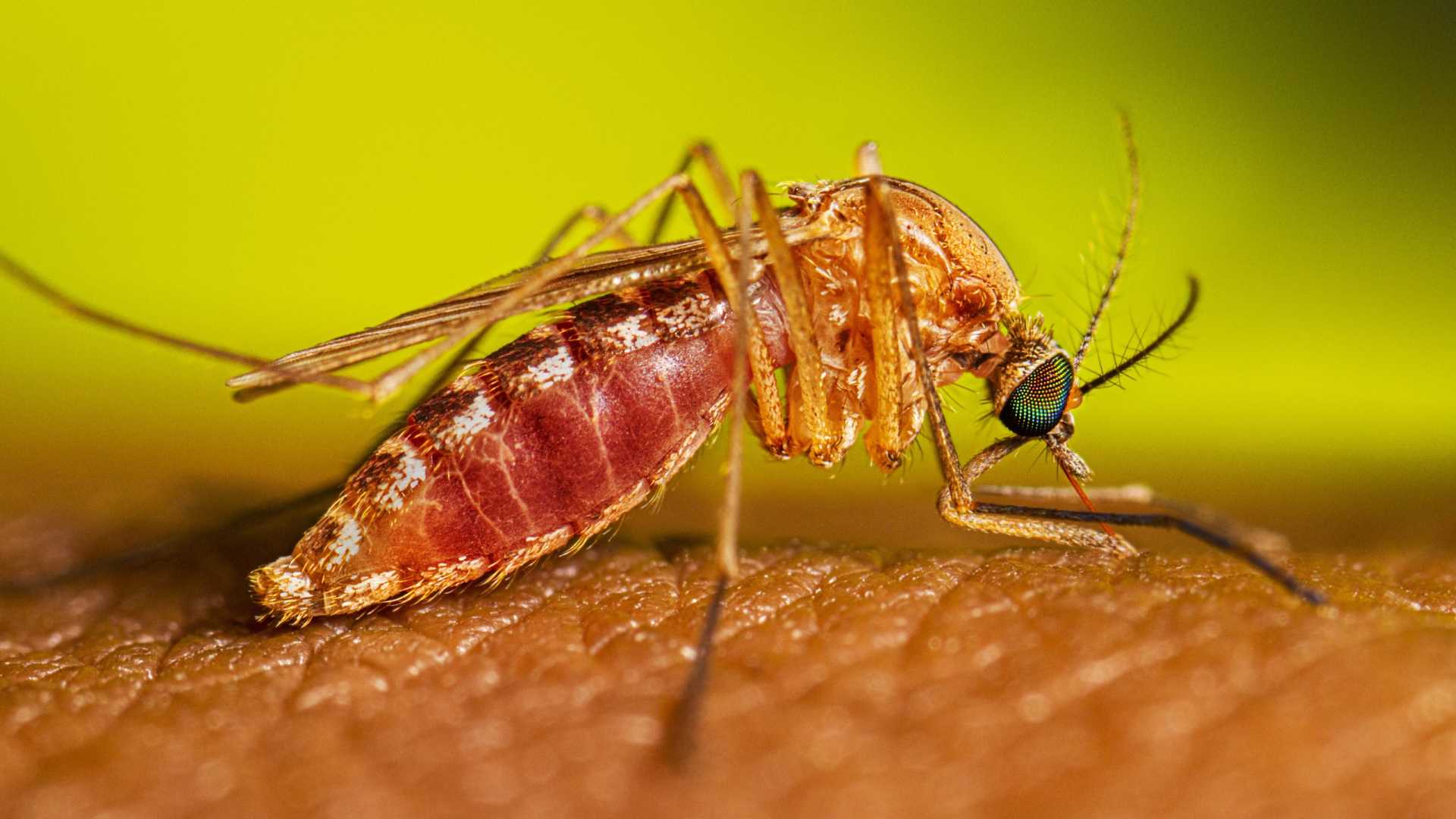 West Nile Virus Infected Mosquitoes