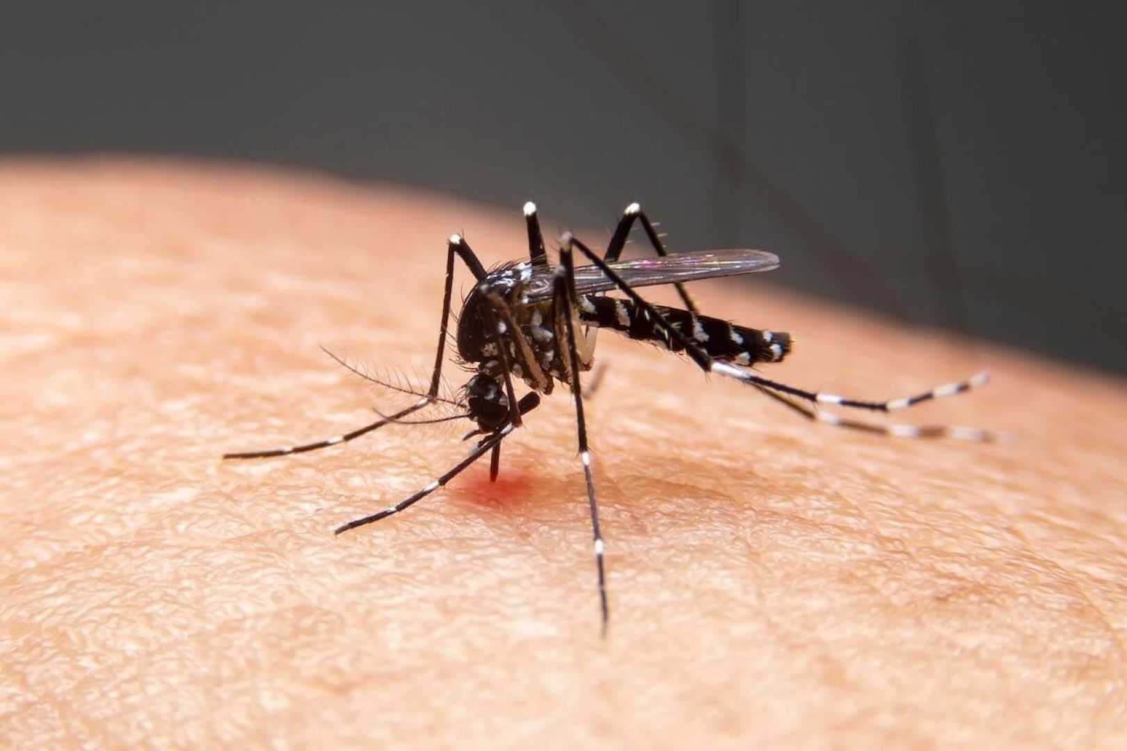 West Nile Virus Mosquitoes Kennewick