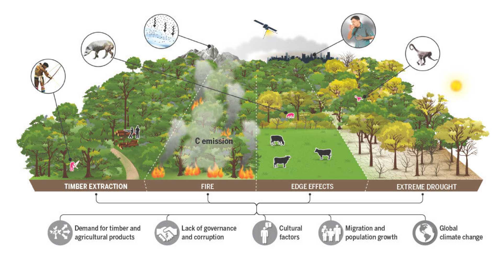Amazon Rainforest Deforestation Study Findings