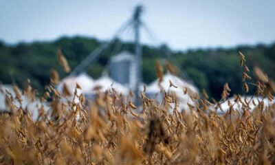 Argentina Soybeans Trade China