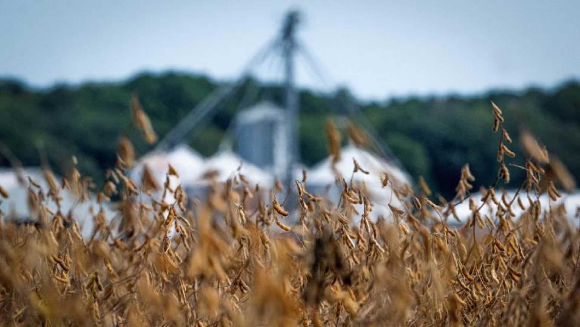 Argentina Soybeans Trade China