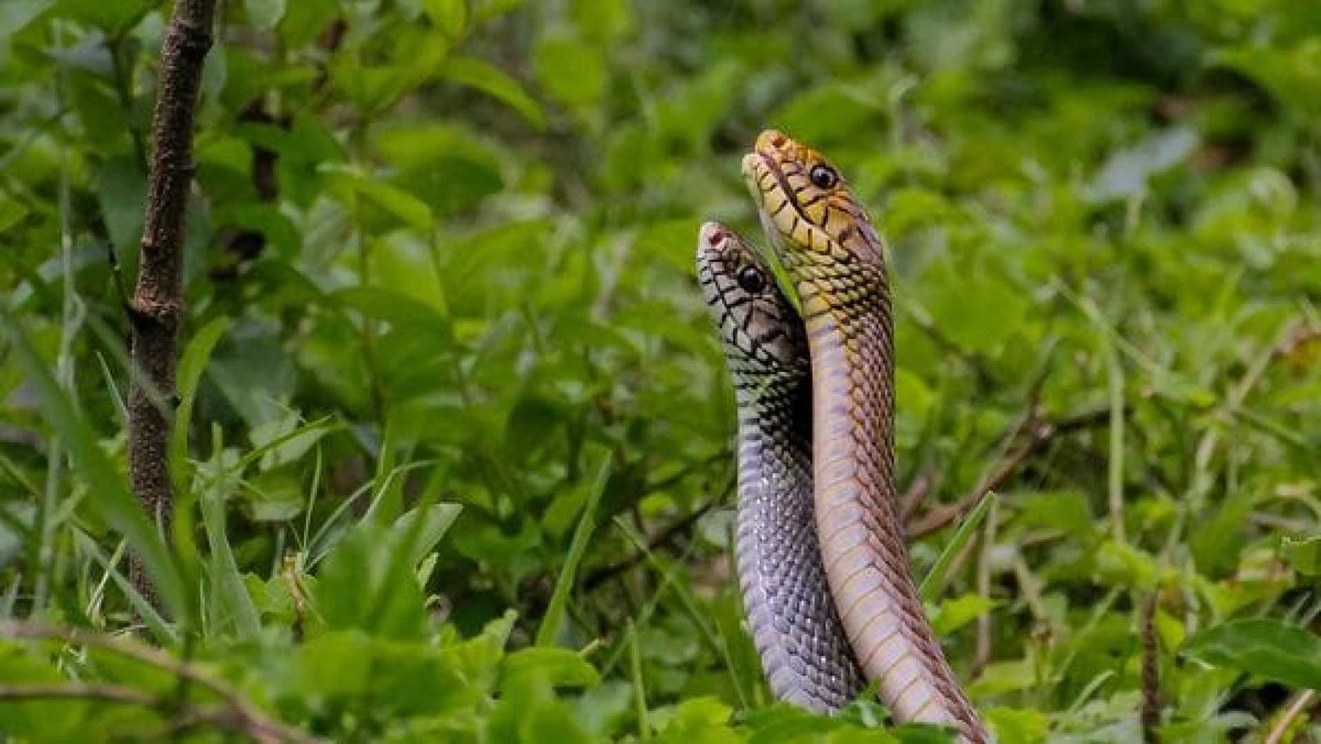 Bengaluru Techie Snake Bite Crocs