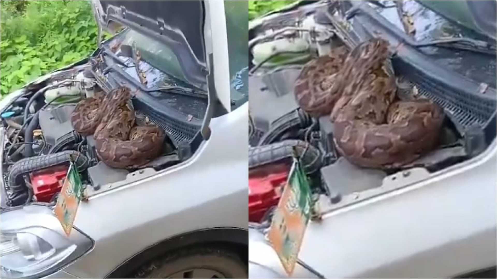 Bjp Leader Python Car Barabanki