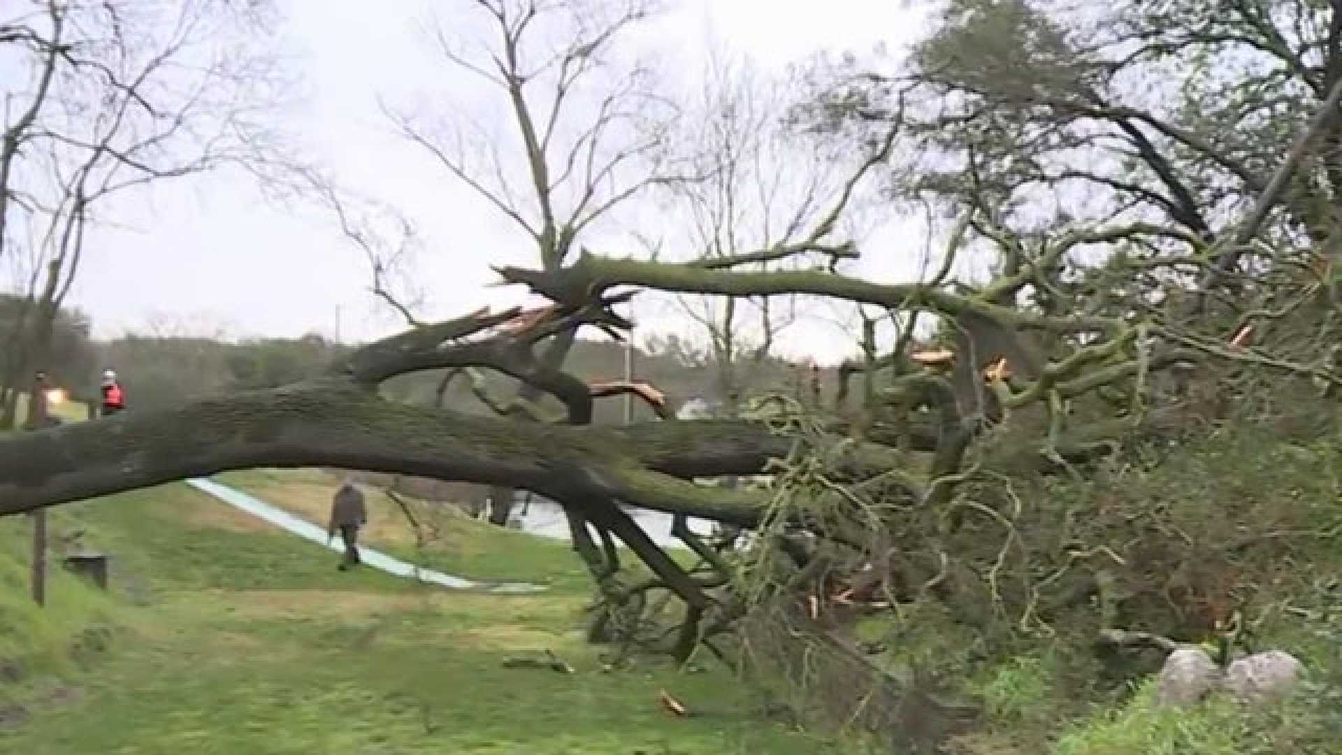 Carmichael Windstorm Tree Damage