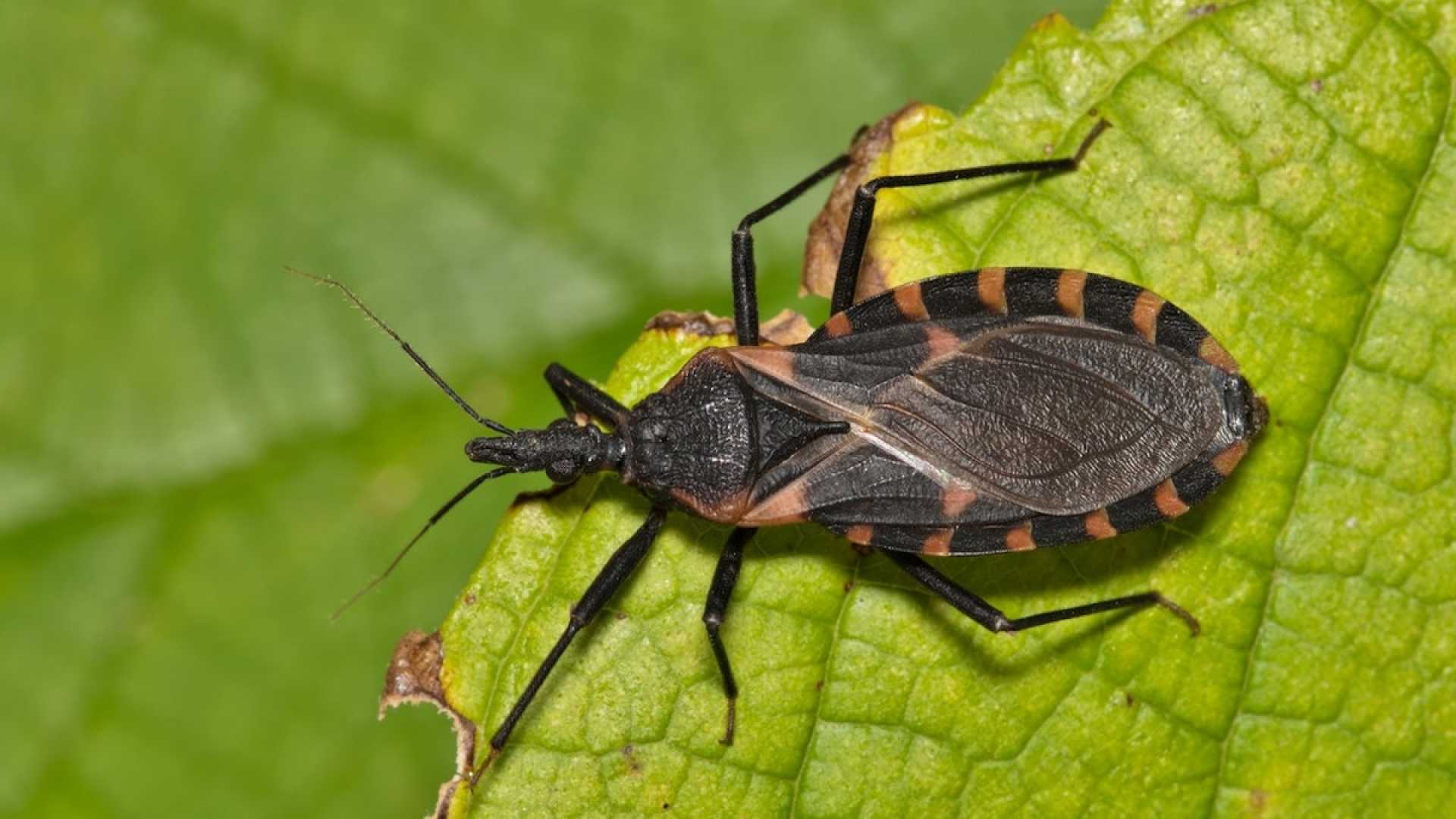 Chagas Disease Kissing Bug Spread
