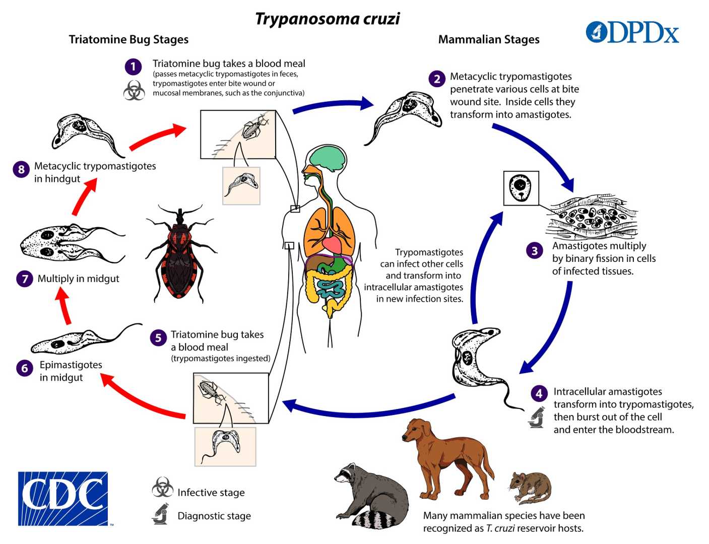 Chagas Disease Kissing Bug Transmission