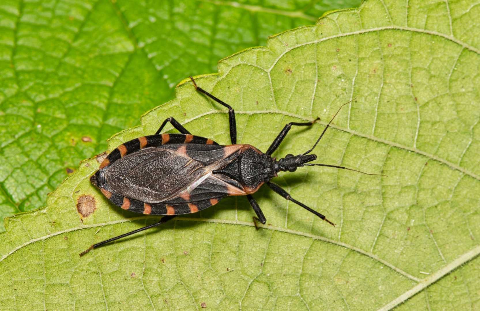 Chagas Disease Kissing Bugs
