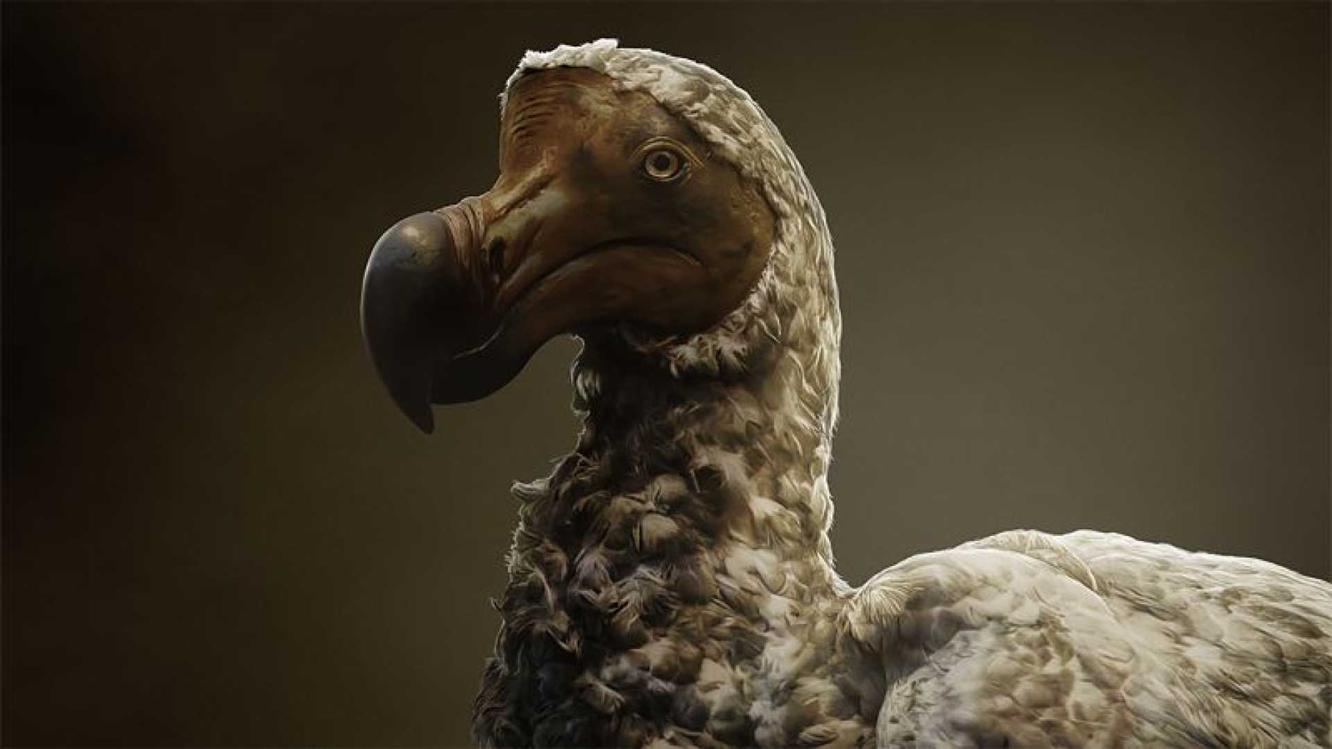 Dodo Bird Resurrection Plans 2025