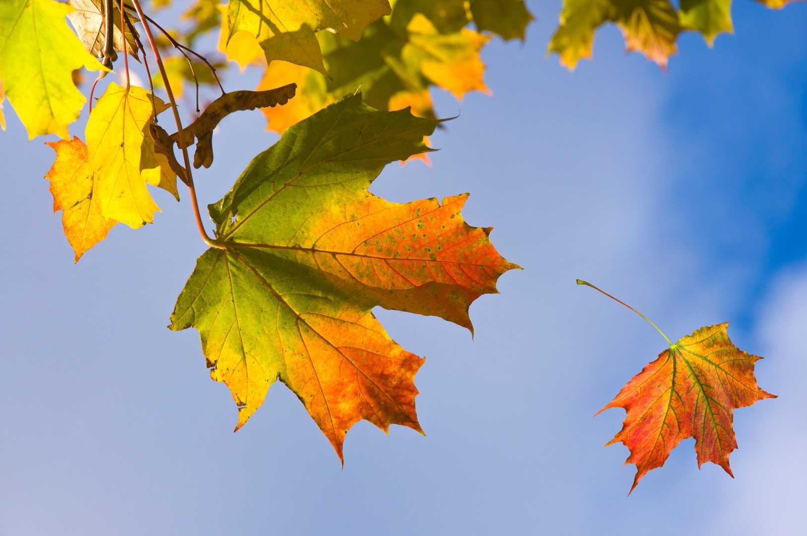 Early Leaf Fall Trees Climate Change