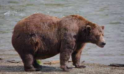 Fat Bear Week 2025 Semifinalists Bears