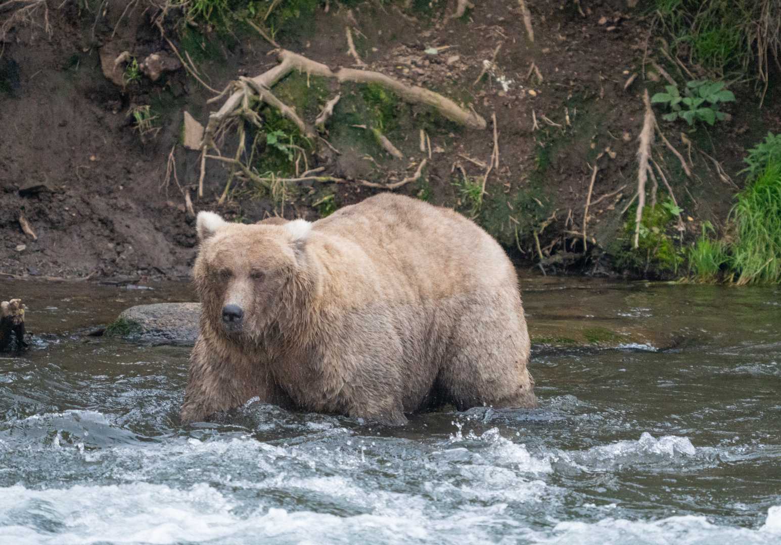Fat Bears Katmai National Park