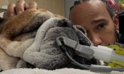 Lewis Hamilton Dog Roscoe Health Update