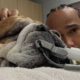 Lewis Hamilton Dog Roscoe Health Update