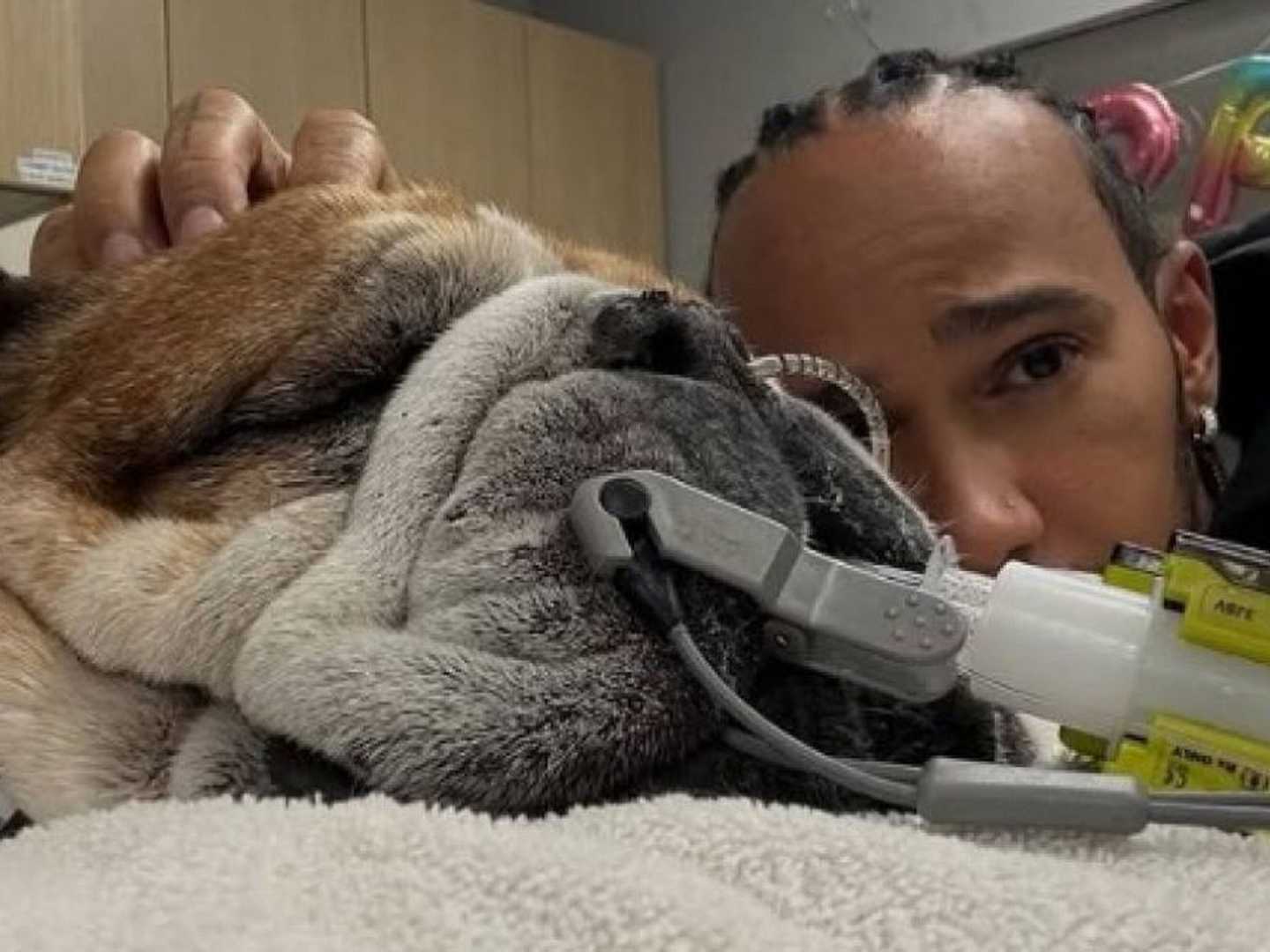 Lewis Hamilton Dog Roscoe Health Update