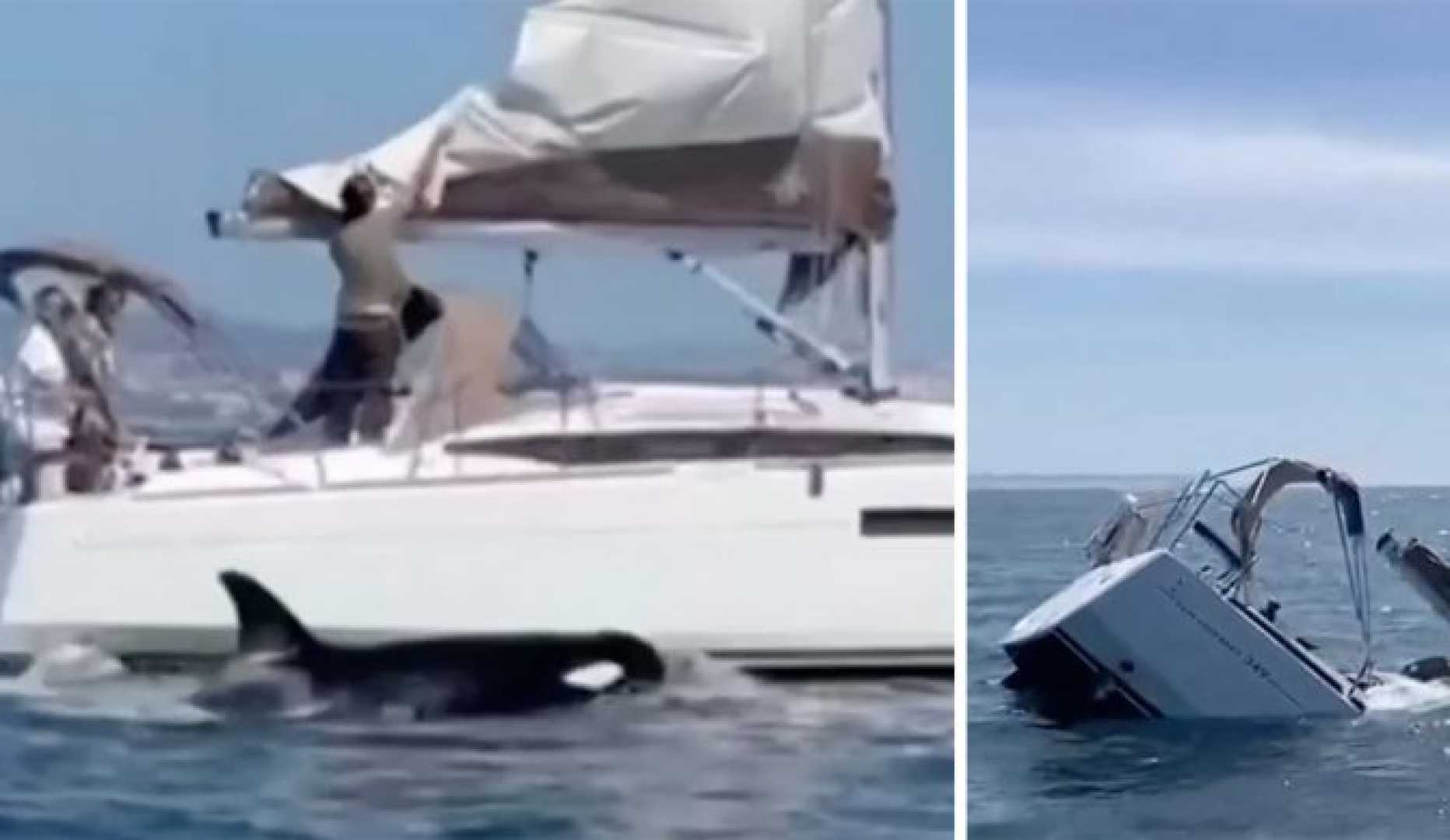 Orcas Attacking Boats Portugal