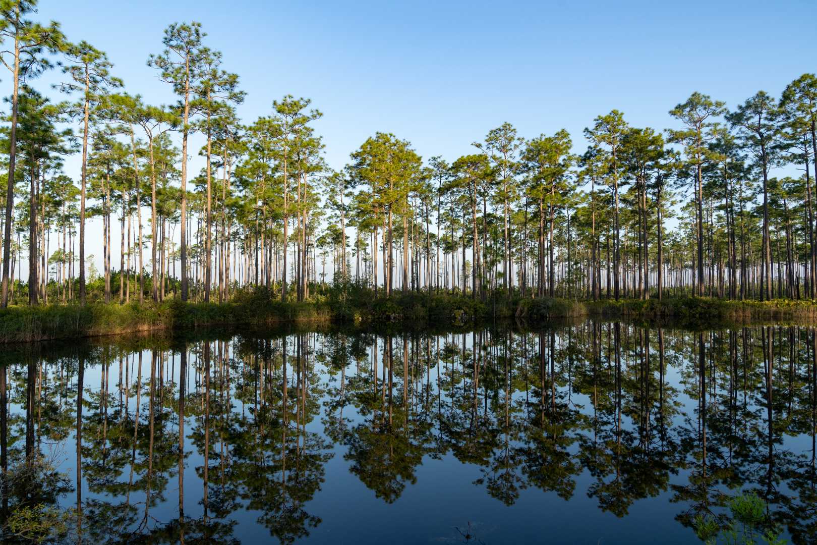 Patagonia Conservation Deal Okefenokee Swamp