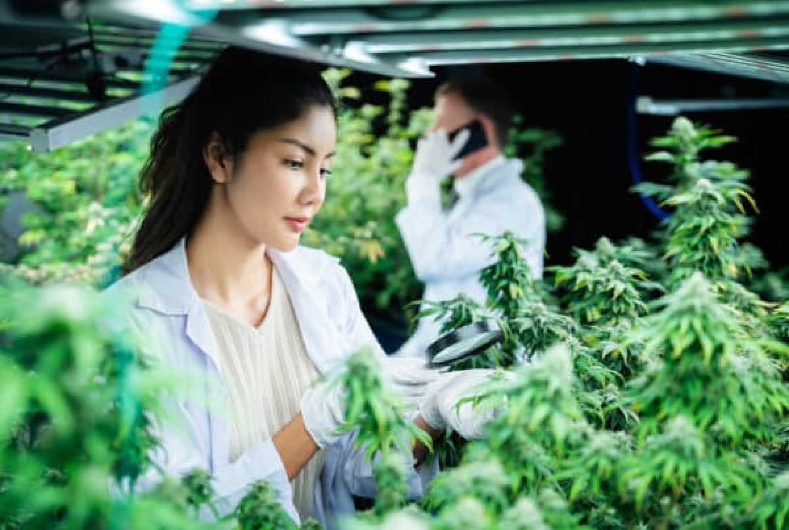 Rhode Island Cannabis Retail License Application