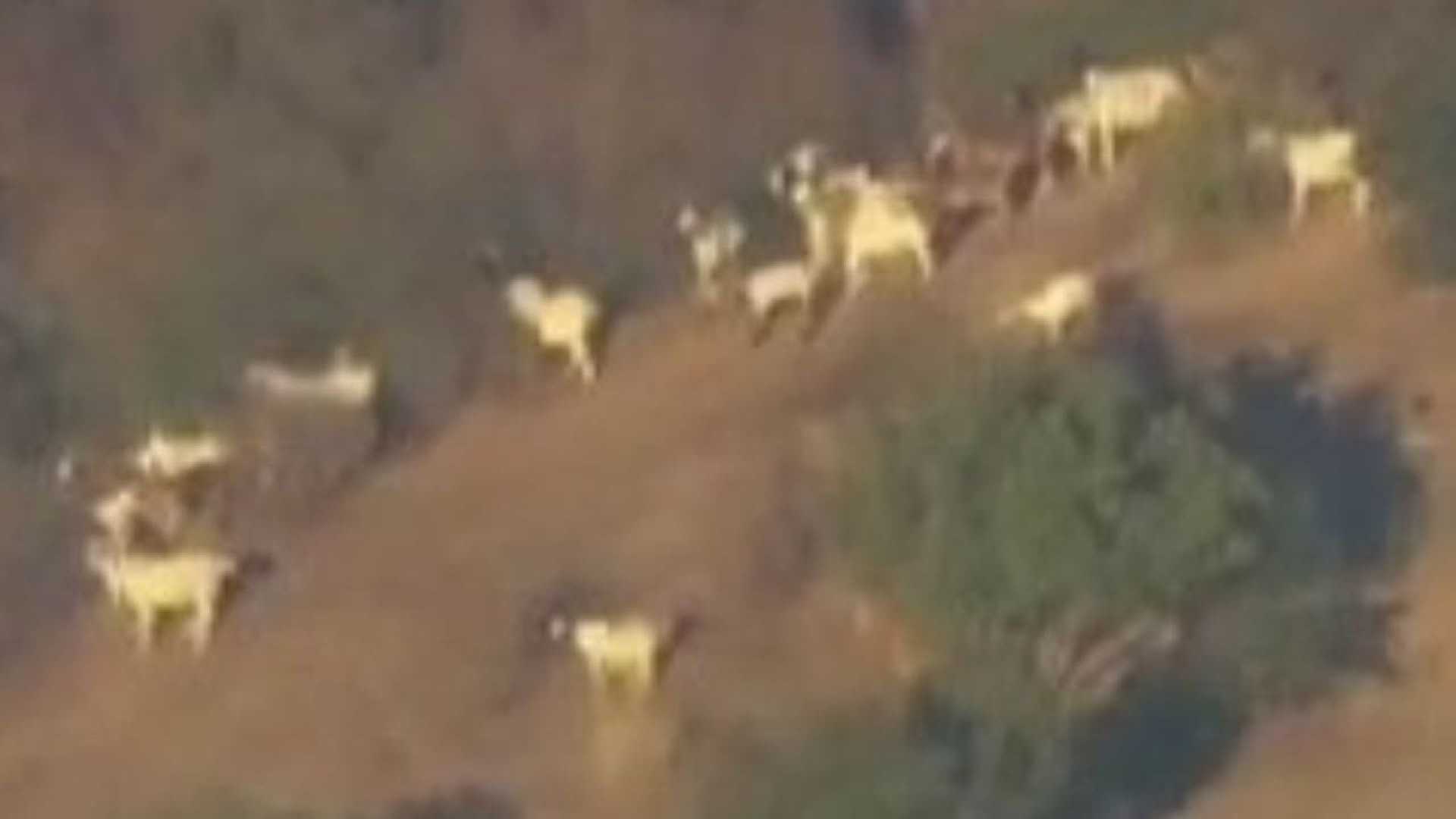 Sylmar Goats Brushfire