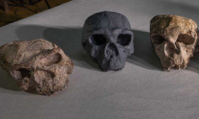 Yunxian Skull Reconstruction Ancient Human
