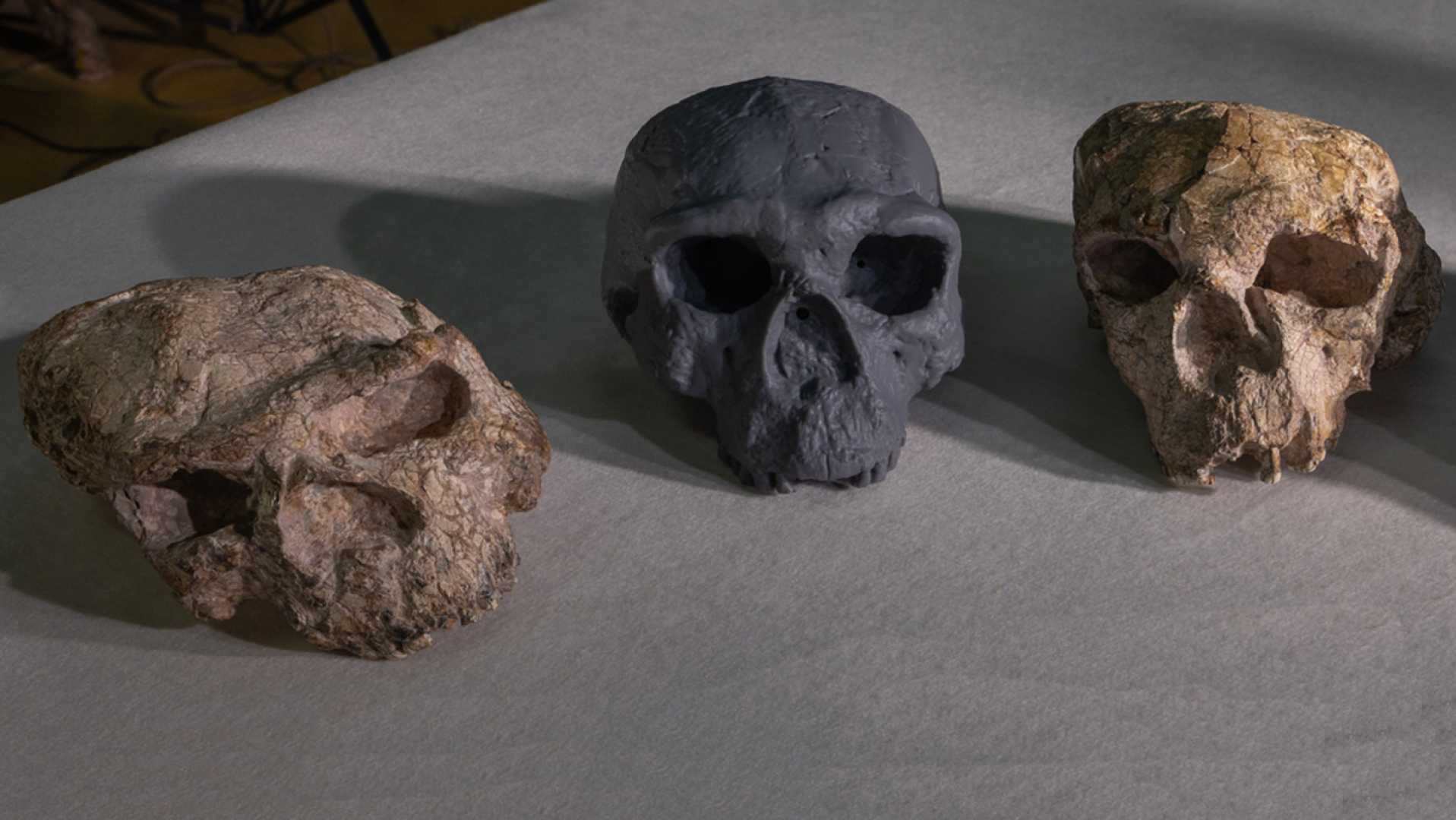 Yunxian Skull Reconstruction Ancient Human