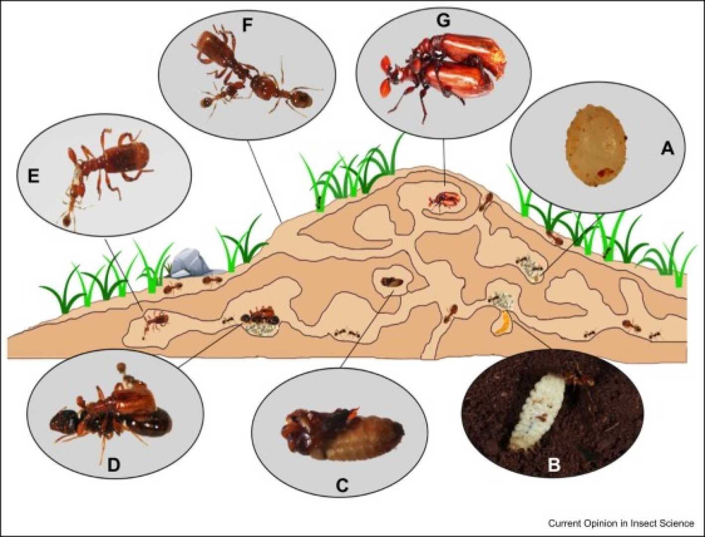 Ants Behavior Nest Modifications