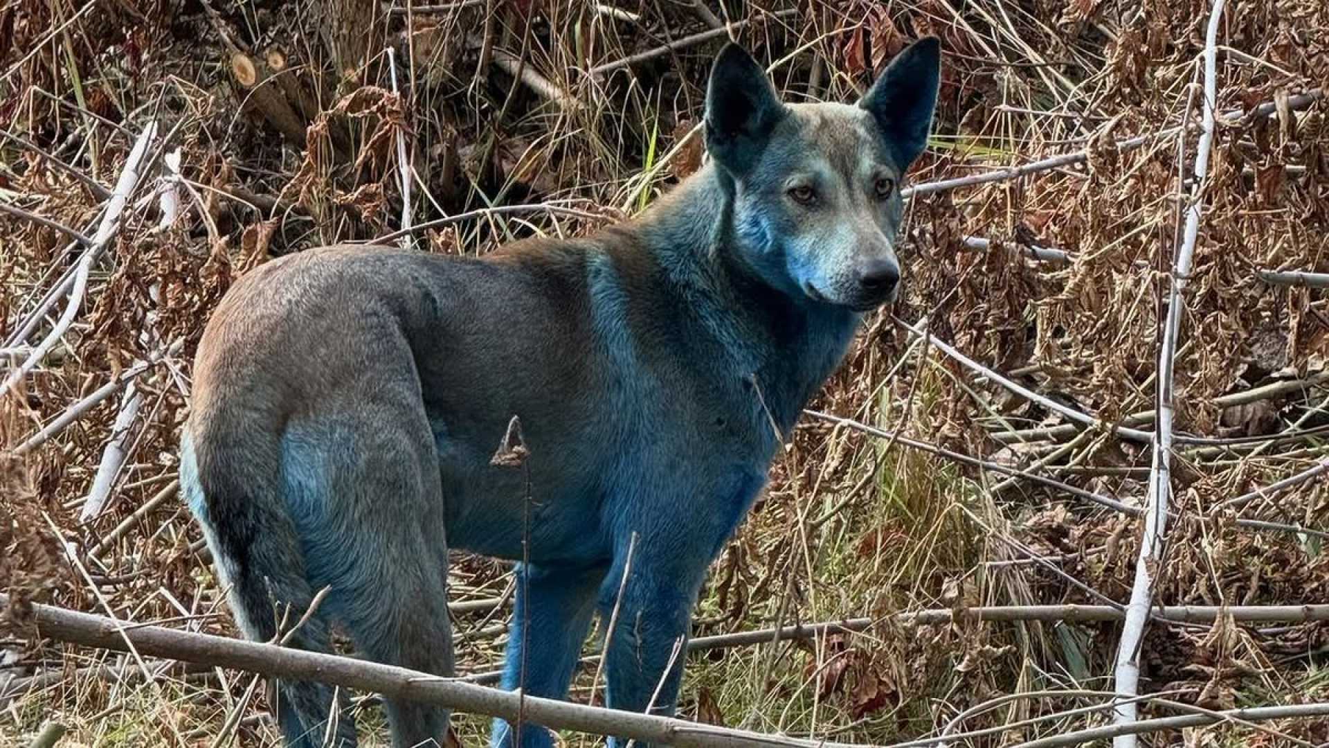 Chernobyl Dogs Blue Fur