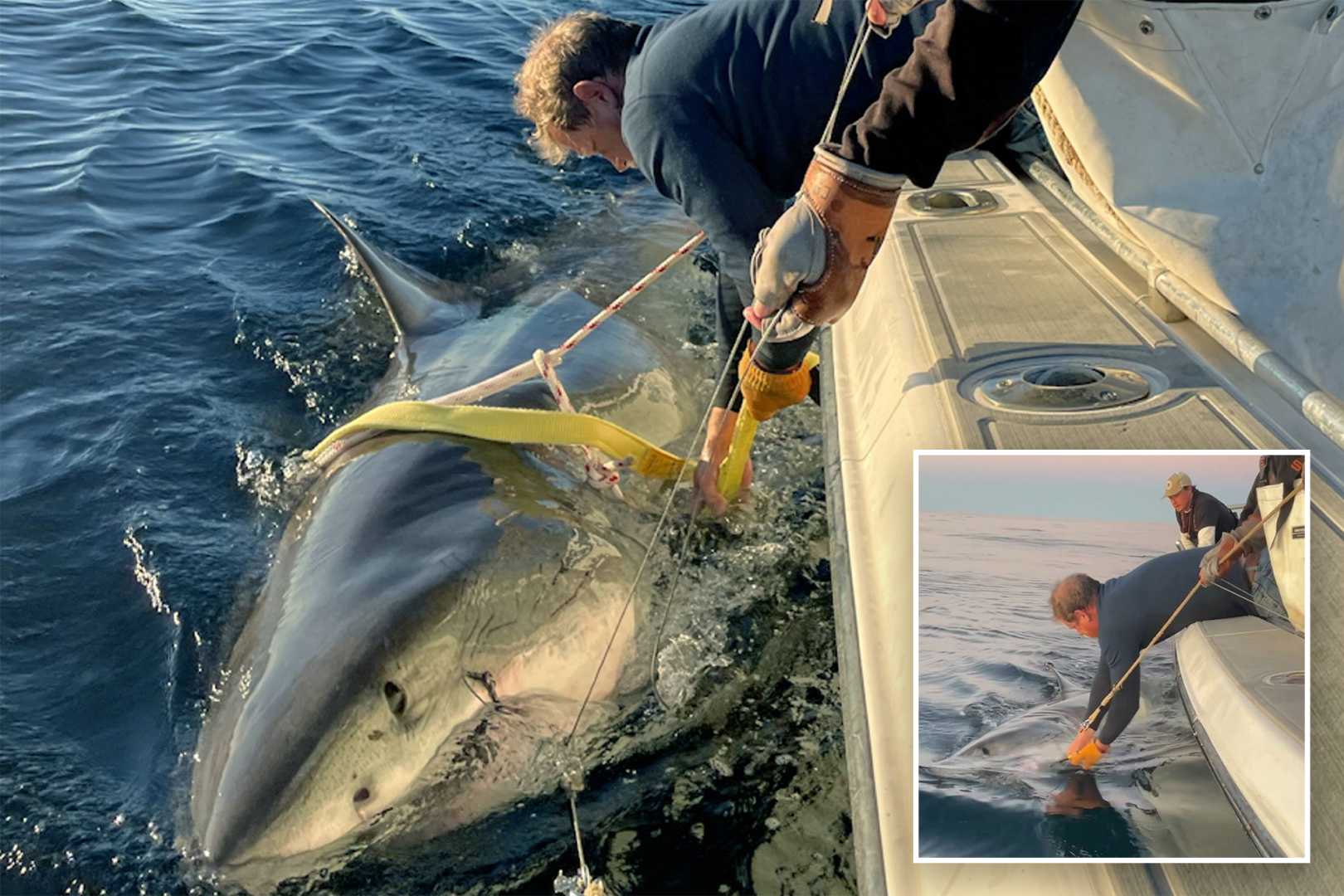 Contender Great White Shark Canada
