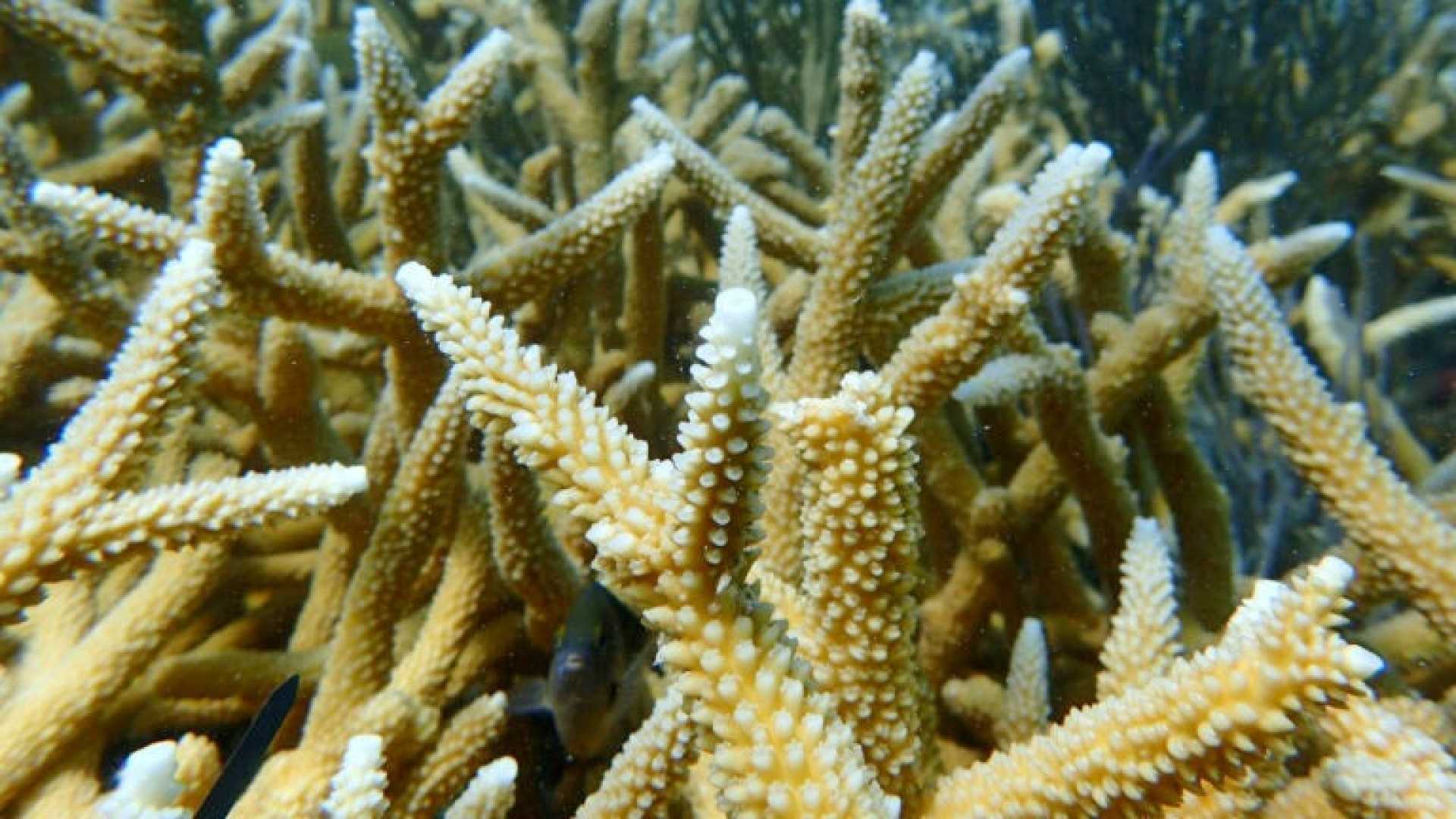 Florida Coral Reef Extinction Study