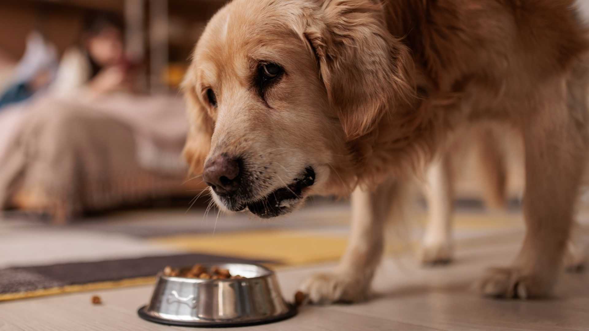 Foodynamics Pet Food Salmonella Recall