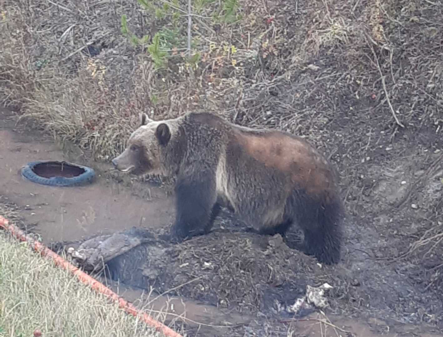 Grizzly Bear Attack Pass Lake