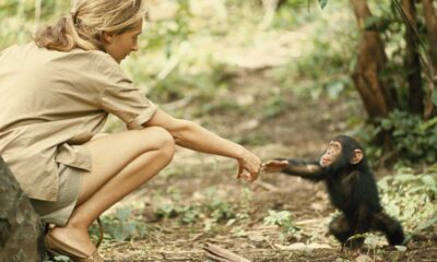 Jane Goodall Ethologist Conservationist
