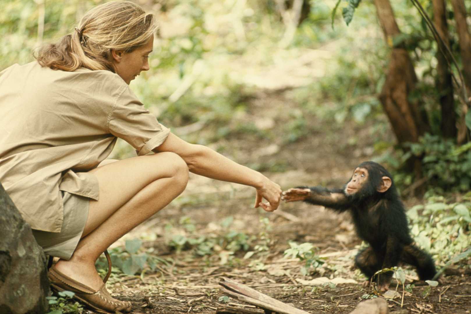 Jane Goodall Ethologist Conservationist