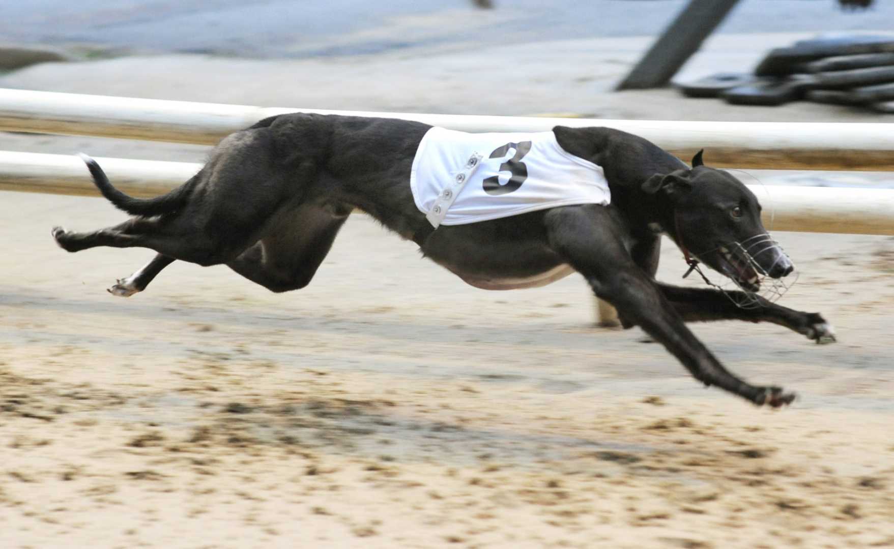 Newbridge Greyhound Stadium Greyhound Injury