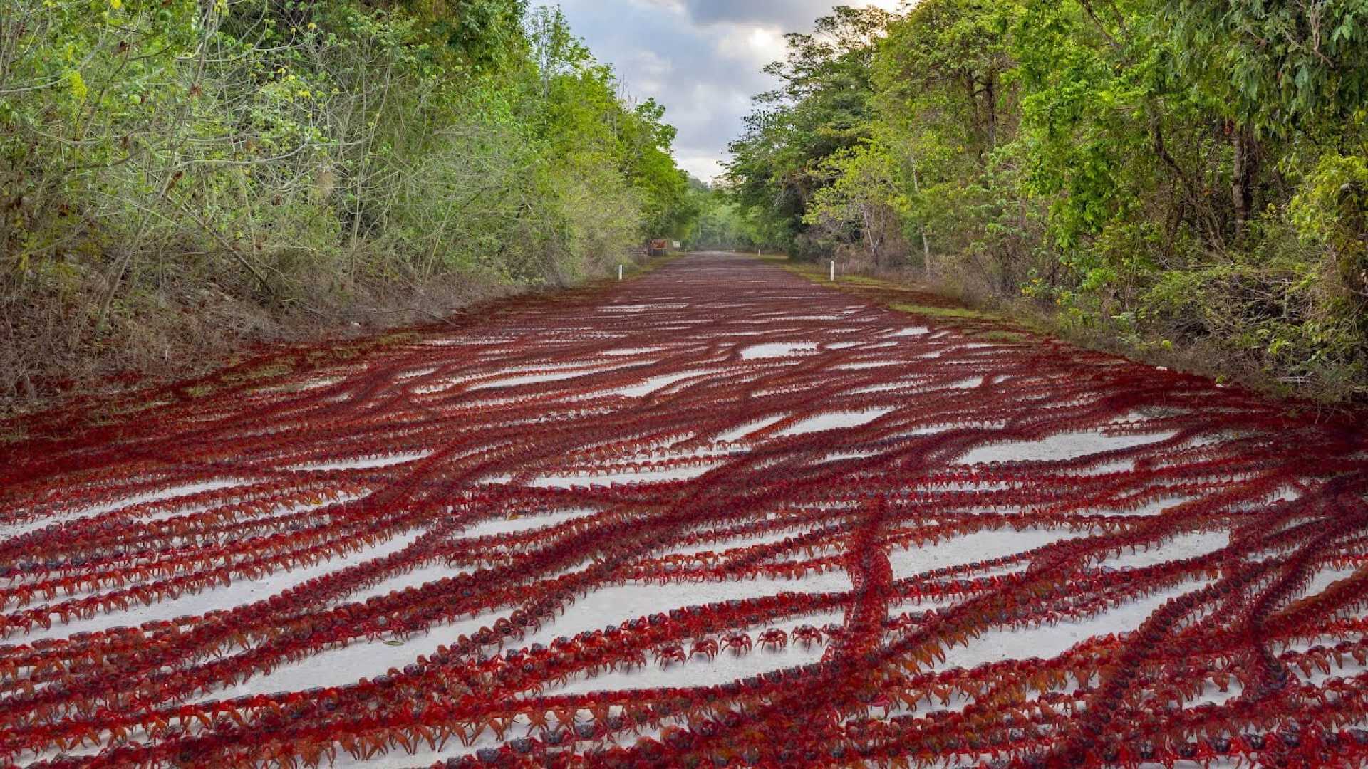 Red Crab Migration Christmas Island