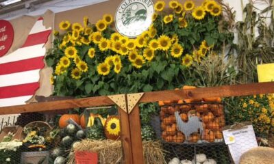 Topsfield Fair Clydesdales Pumpkins Flowers