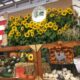 Topsfield Fair Clydesdales Pumpkins Flowers