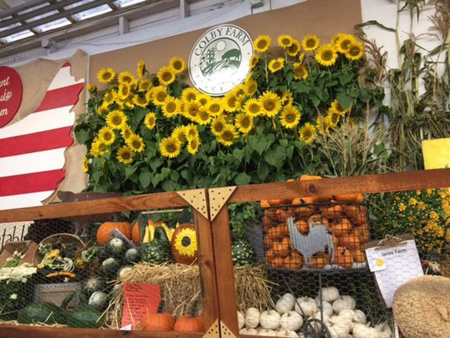 Topsfield Fair Clydesdales Pumpkins Flowers
