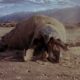 Tremors Movie Monsters