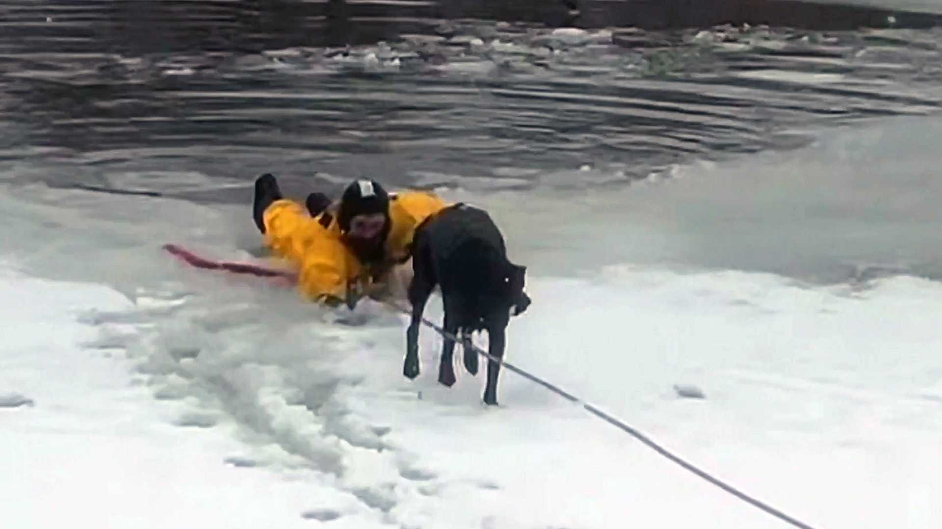 Utah Flood Rescue Driver Dog