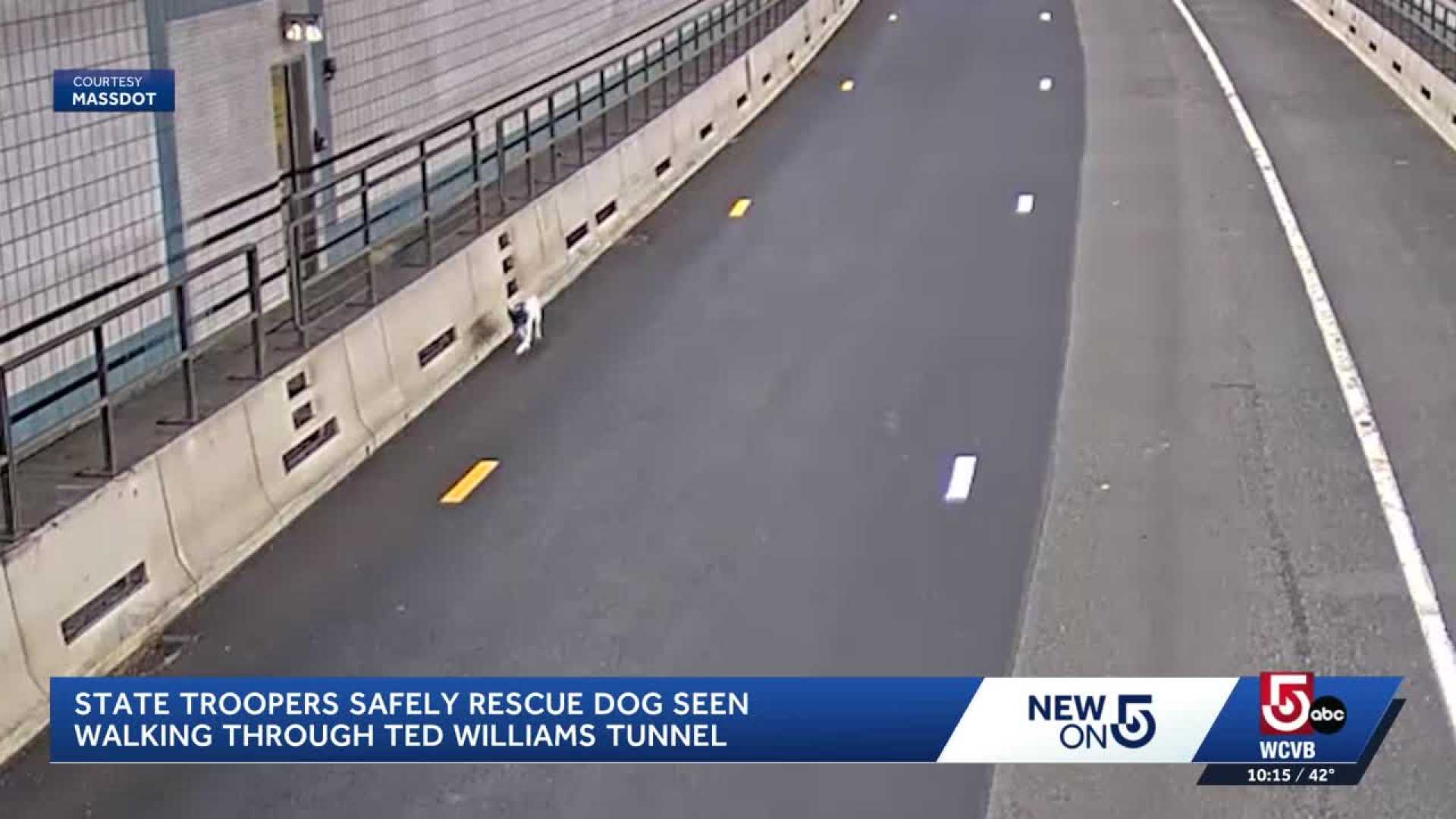 Boston Dog Rescue State Police