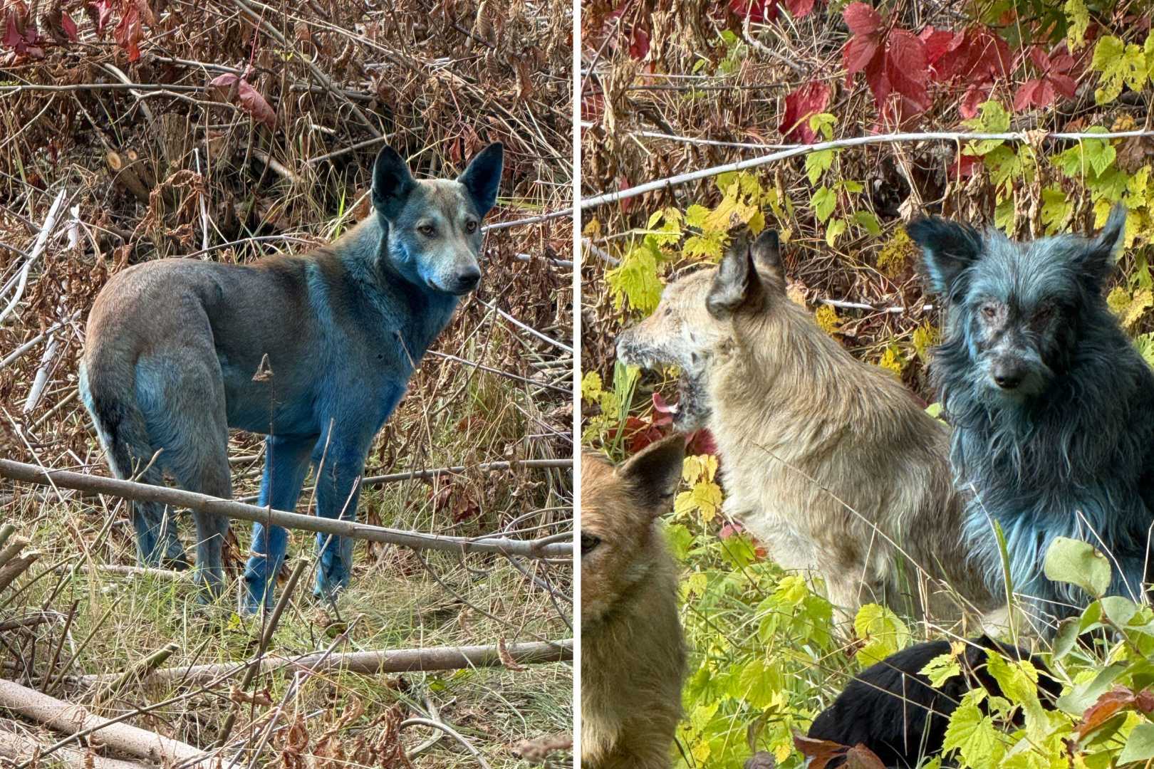 Bright Blue Dogs Chernobyl Discovery