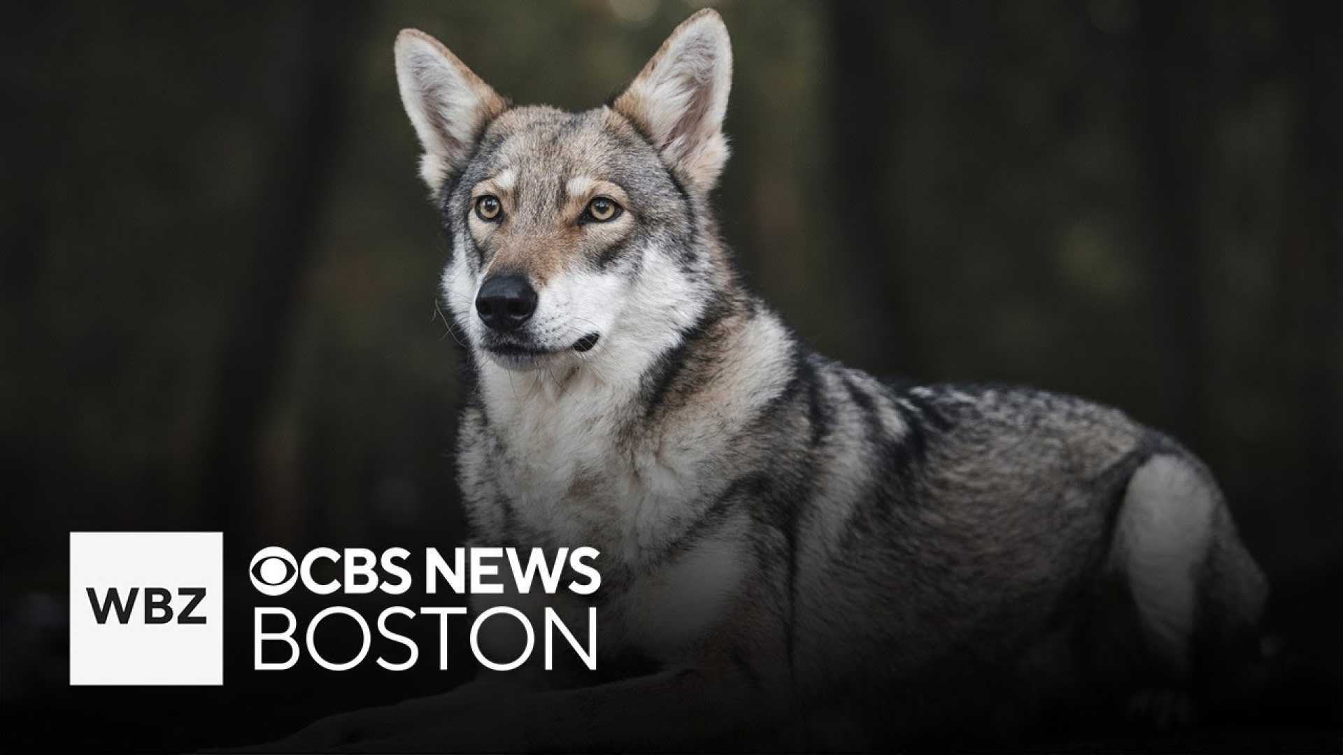 Dog Breeds Wolves Dna Ancestry