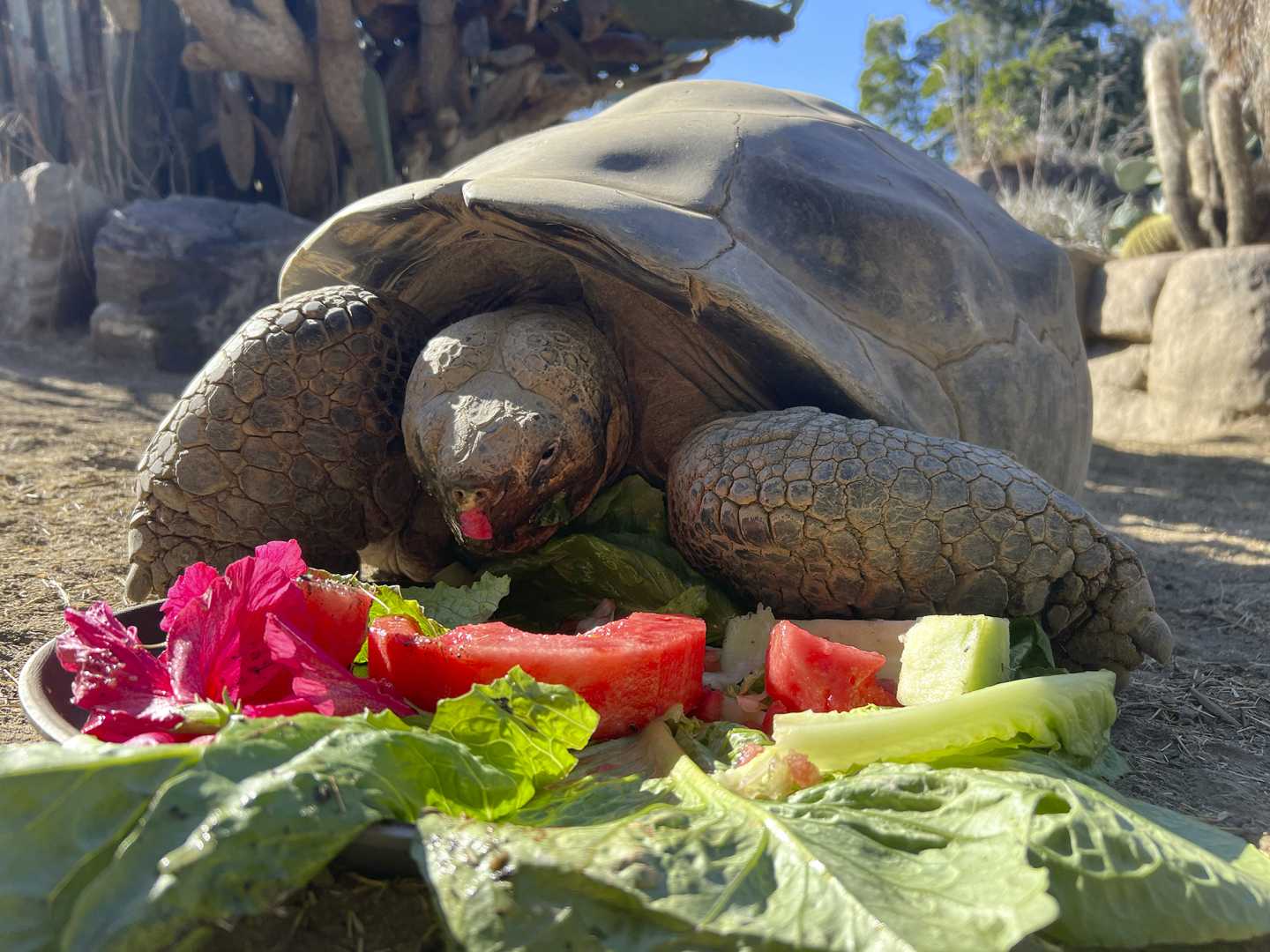 Galapagos Tortoise Gramma San Diego Zoo